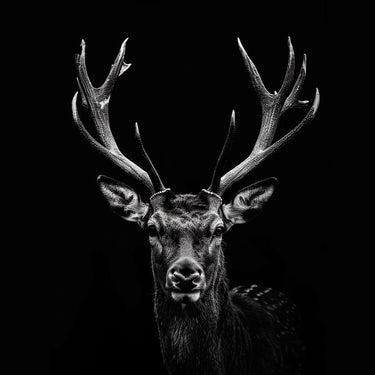 Stag Head Canvas